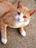 Orange Cat