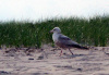 Seagull