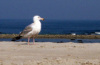 Seagull