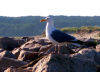 Seagull