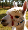 More from the alpaca farm