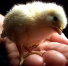 chick