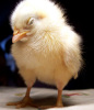 chick