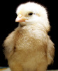 chick