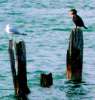 Seabirds