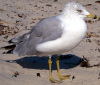 Seagull