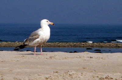 Seagull