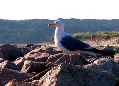 Seagull