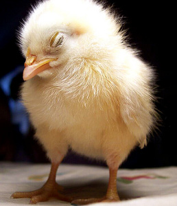 chick