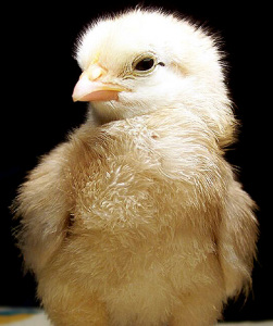 chick