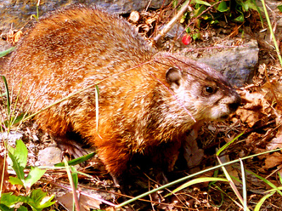 Critter