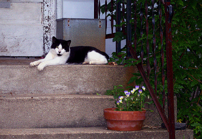 Cat on the steps