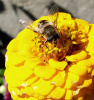 Bee, 2