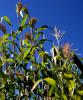 Cornstalks
