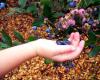 High Bush Blueberries