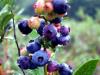 High Bush Blueberries, 2
