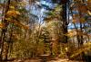 Trail 