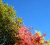 Trees and Sky of Autumn