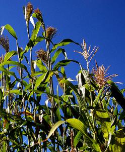 Cornstalks