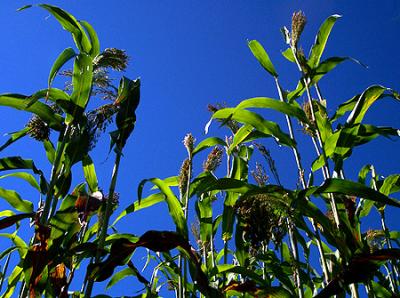 In The Cornfield