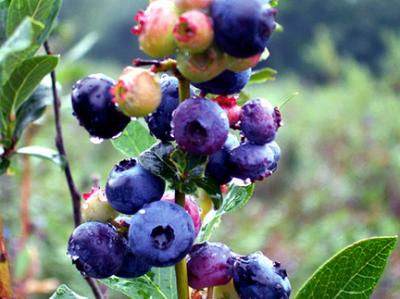 High Bush Blueberries, 2