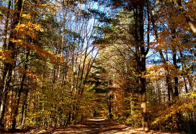 Trail 