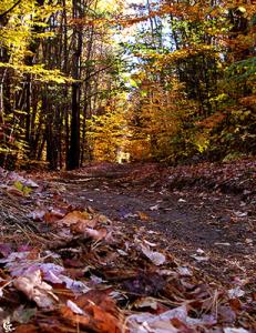 Trail, 2