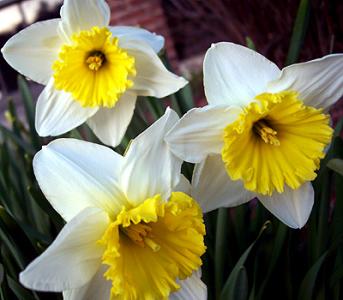 Daffodils