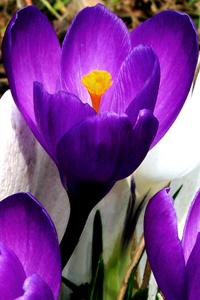 Crocus