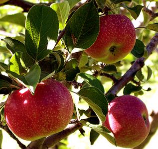 apples